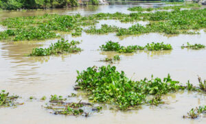water-hyacinth-river