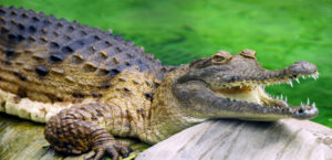 Crocodile