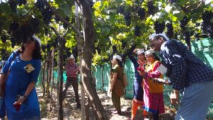 Maharashtra Tourism department to organize the iconic Grape festival in Junnar