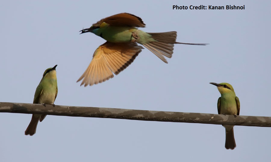 Pune birds