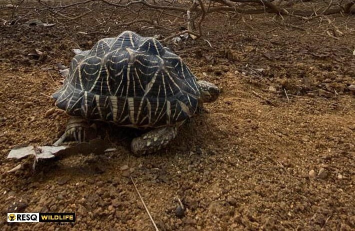 Star back tortoise