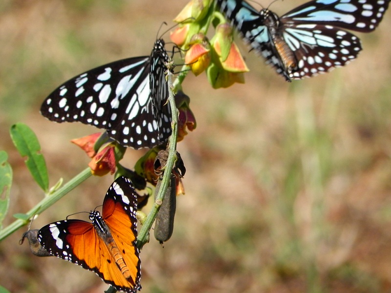 butterfly