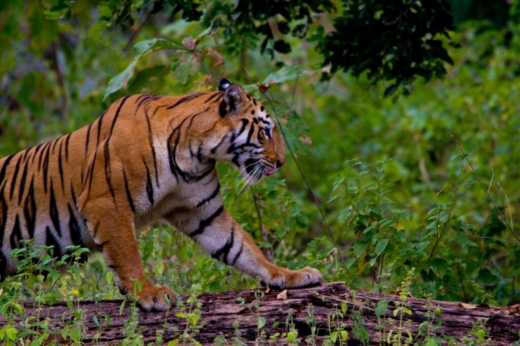 Maharashtra Wildlife