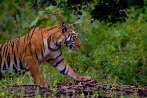 Maharashtra Wildlife