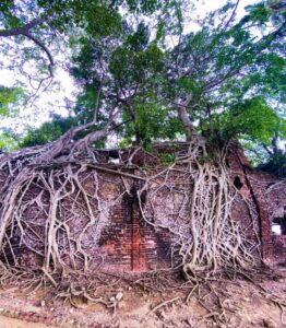 tree Andaman