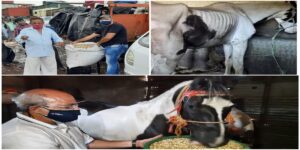 Sadhu Vaswani Mission Comes Rescue Of Starving Horses At Mahabaleshwar