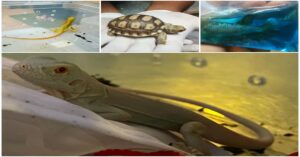Two Animal Smugglers Arrested With 279 African Turtles, 1,207 Iguana Lizards, 230 Betta Fish