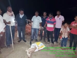 Two Men Arrested For Hunting Chinkara In Indapur