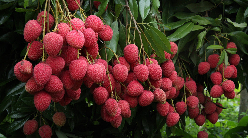 Shahi Litchi