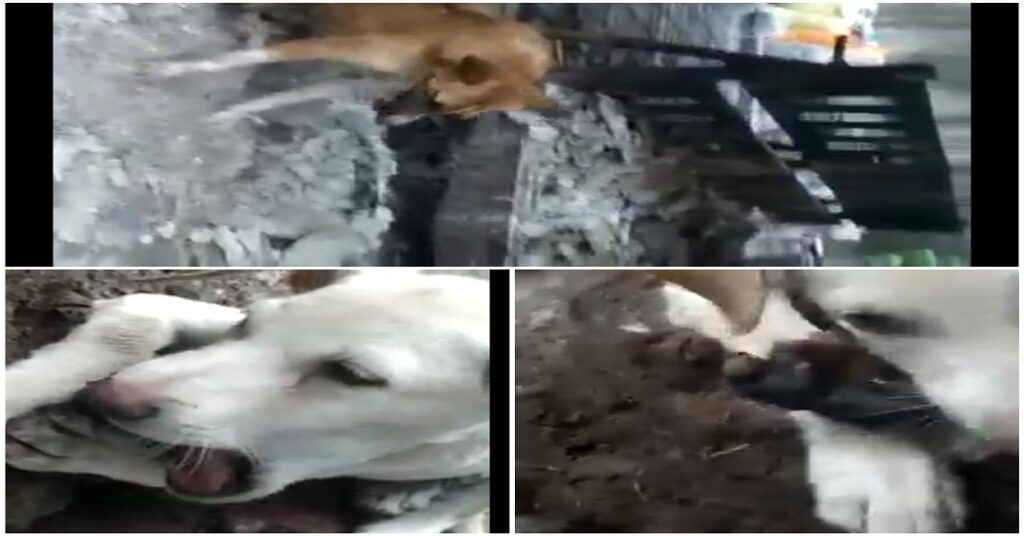 Pune: Hungary Strays Seen Devouring Half-Burnt Human Body Parts At Nigdi Crematorium