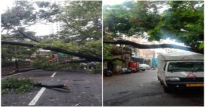 Pune: Nine Tree Fall Incidents Reported Due To Rains, Fire Brigade On Toes