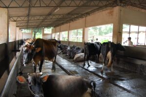 Cowshed