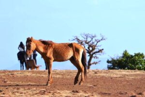 Horses