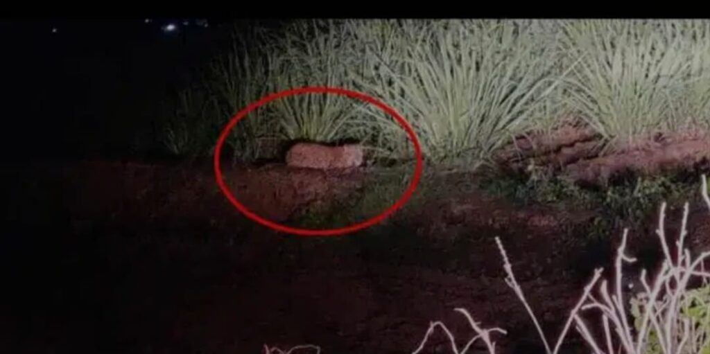 Leopards Seen Near Hinjawadi Causing Panic And Fear In Villagers