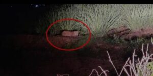 Leopards Seen Near Hinjawadi Causing Panic And Fear In Villagers