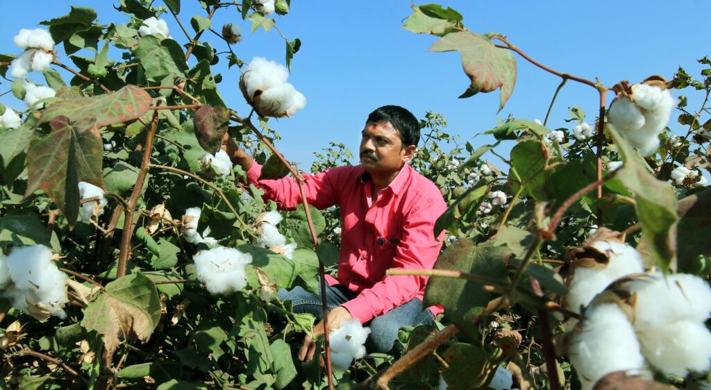 Cotton farmer in Gujarat, India