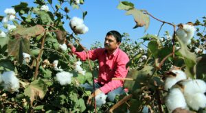Cotton farmer in Gujarat, India