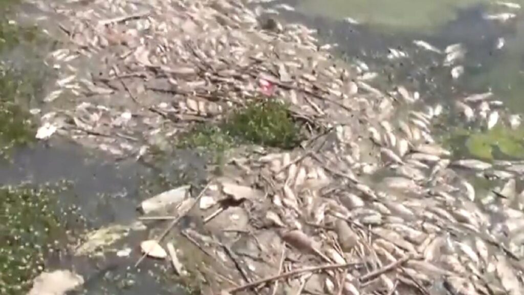 Dead Fish