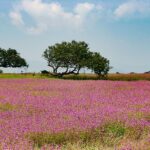 Kaas Plateau Flowering Season 2026: Visitor Rules, Best Time to Visit and Eco-Friendly Guidelines