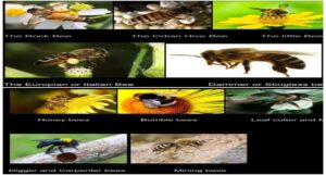 Types of honey bees