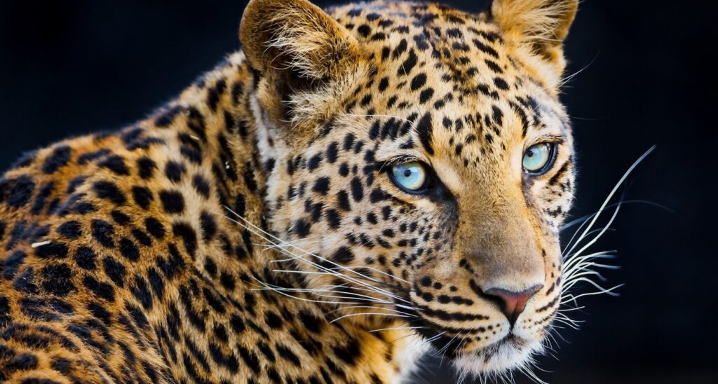 Maharashtra mulls sterilisation of leopards to control their population