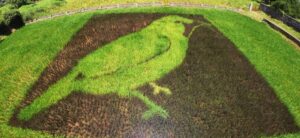 Paddy Art
