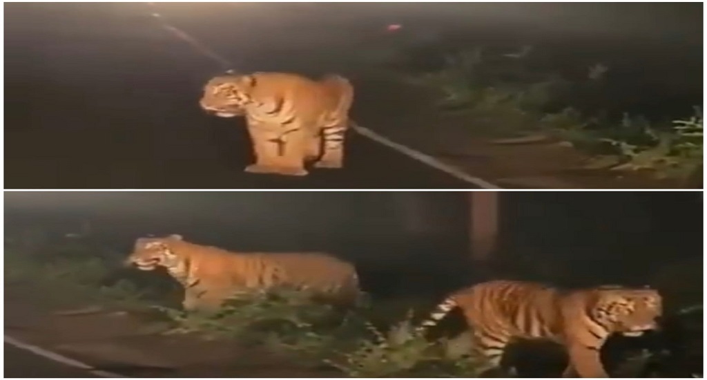 Two Tigers Spotted On Mahabaleshwar-Panchgani Road