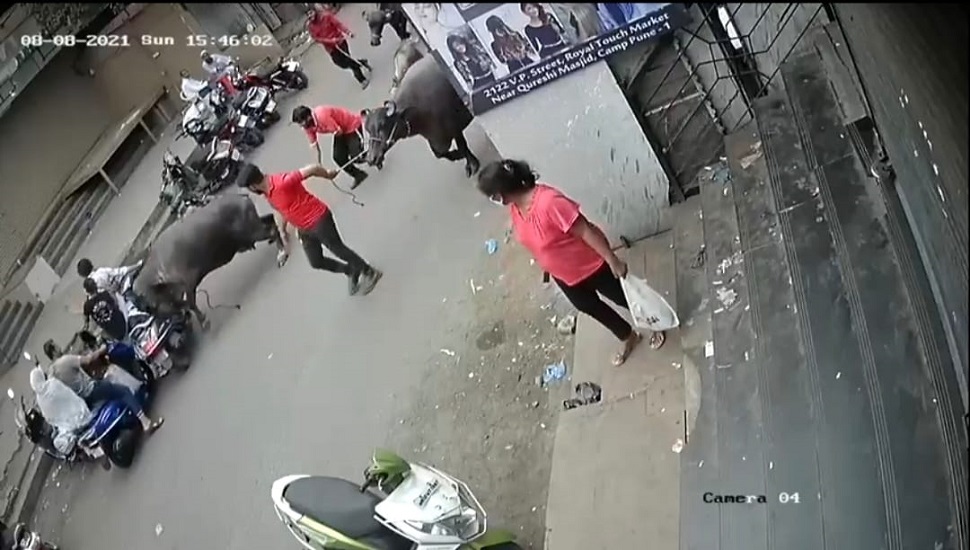 Buffalo Attacks People On Bike In Pune's Camp Area