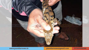 Crocodile Pune Police