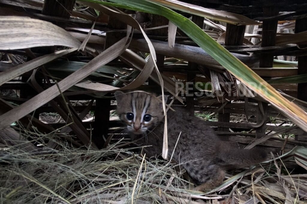 kitten pune cat