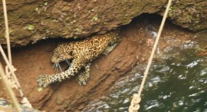 The leopard was perched on dry spot inside the well