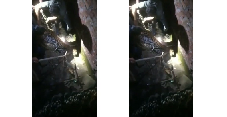leopard caught in Pune after attacking man on morning walk