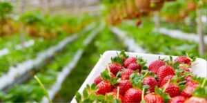 Strawberries farms