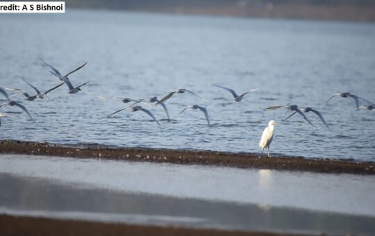 birds migratory at Khadakwasla lake Pune
