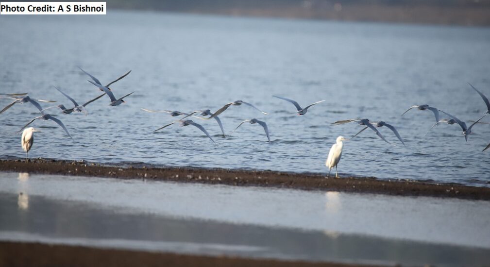 birds migratory at Khadakwasla lake Pune