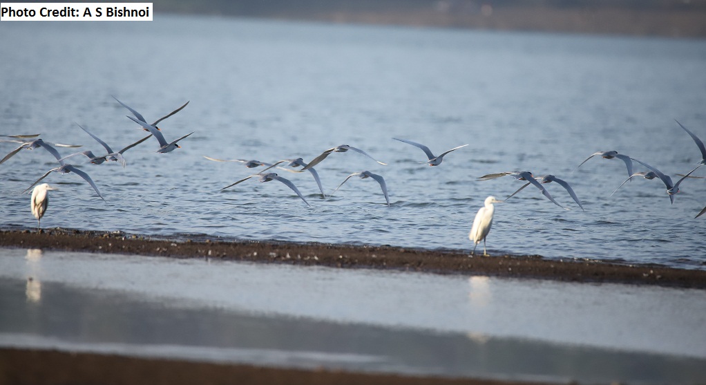 birds migratory at Khadakwasla lake Pune