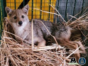 The Jackal is suffering from hind quarter paralysis and is under intensive care