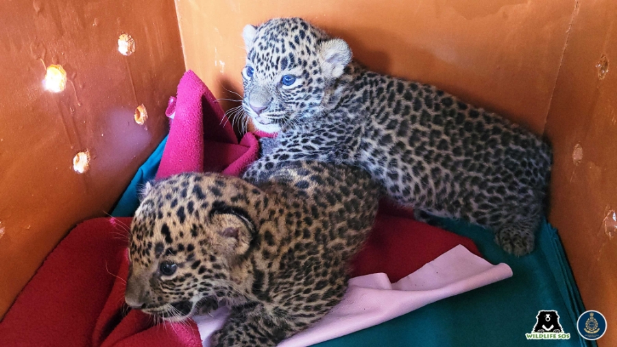 two Leopard Cubs Stranded In Sugarcane Field