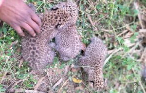 cub leopard