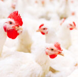 Around 3,600 Broiler Chickens Die Overnight in Ambegaon; Farmer Suffers Loss of Nearly Rs 7 Lakh