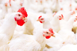 poultry Chicken