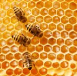 Pune: Bee Swarm At Junnar’s Bhutleni Caves Injures 5 Tourists From Mumbai