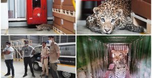 Pune Leopard entres in Mercedes chakan