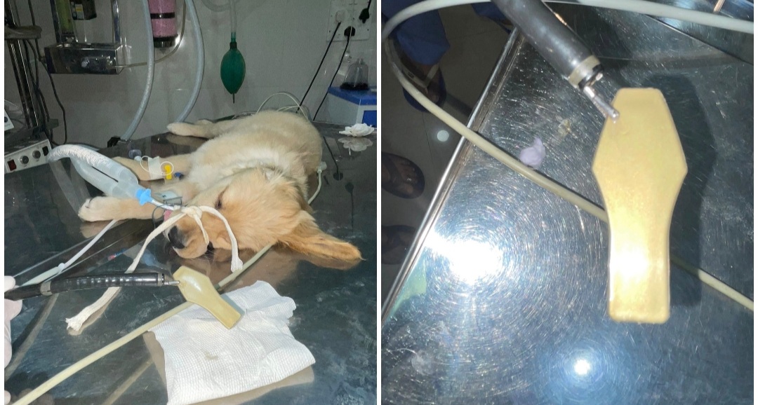Doctor Stunned As Plastic Ice Cream Spoon Removed From A 12-Weeks-Old Pup's Stomach In Pune