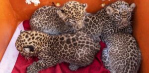 Four leopard t