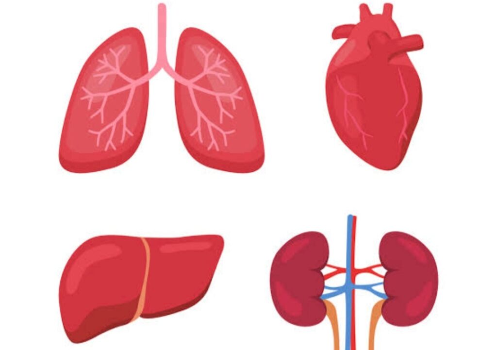 Kidney liver