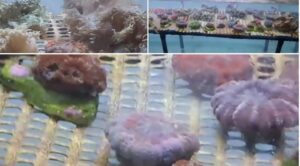 Customs Dept Seize 466 Live Corals At Pune Airport From Passengers Arriving From Dubai