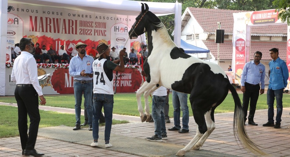 Marwari Horse Show