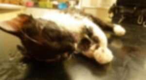 Pune women killed kitten