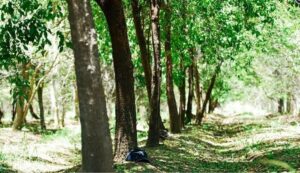 Sandalwood Tree